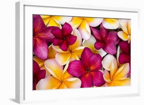 Hawaii, Maui, Plumeria in Mass Display-Terry Eggers-Framed Photographic Print