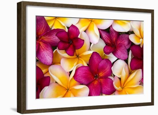 Hawaii, Maui, Plumeria in Mass Display-Terry Eggers-Framed Photographic Print