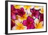 Hawaii, Maui, Plumeria in Mass Display-Terry Eggers-Framed Photographic Print