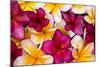 Hawaii, Maui, Plumeria in Mass Display-Terry Eggers-Mounted Photographic Print