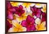 Hawaii, Maui, Plumeria in Mass Display-Terry Eggers-Framed Premium Photographic Print