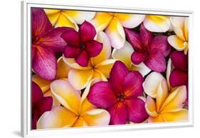 Hawaii, Maui, Plumeria in Mass Display-Terry Eggers-Framed Premium Photographic Print