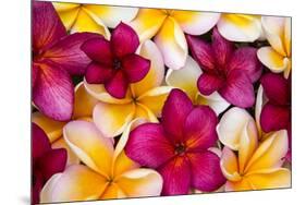 Hawaii, Maui, Plumeria in Mass Display-Terry Eggers-Mounted Premium Photographic Print