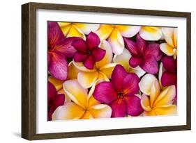 Hawaii, Maui, Plumeria in Mass Display-Terry Eggers-Framed Photographic Print