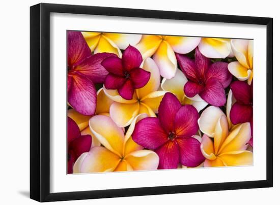 Hawaii, Maui, Plumeria in Mass Display-Terry Eggers-Framed Photographic Print