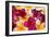 Hawaii, Maui, Plumeria in Mass Display-Terry Eggers-Framed Photographic Print