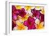 Hawaii, Maui, Plumeria in Mass Display-Terry Eggers-Framed Photographic Print