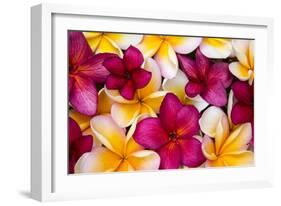 Hawaii, Maui, Plumeria in Mass Display-Terry Eggers-Framed Photographic Print