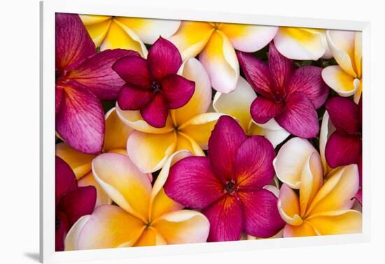 Hawaii, Maui, Plumeria in Mass Display-Terry Eggers-Framed Photographic Print