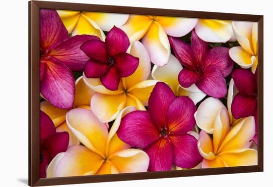 Hawaii, Maui, Plumeria in Mass Display-Terry Eggers-Framed Photographic Print