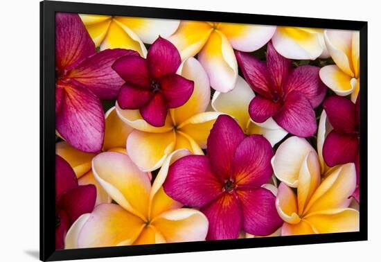 Hawaii, Maui, Plumeria in Mass Display-Terry Eggers-Framed Photographic Print