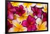 Hawaii, Maui, Plumeria in Mass Display-Terry Eggers-Framed Photographic Print