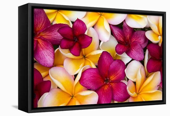 Hawaii, Maui, Plumeria in Mass Display-Terry Eggers-Framed Stretched Canvas