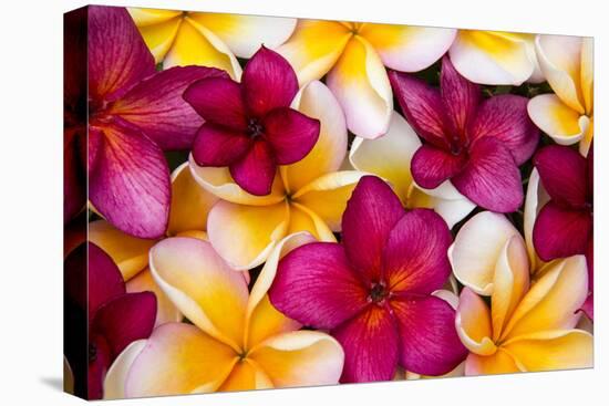 Hawaii, Maui, Plumeria in Mass Display-Terry Eggers-Stretched Canvas