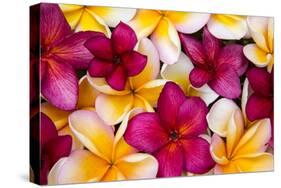 Hawaii, Maui, Plumeria in Mass Display-Terry Eggers-Stretched Canvas