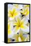 Hawaii, Maui, Plumeria in Mass Display-Terry Eggers-Framed Stretched Canvas