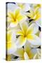 Hawaii, Maui, Plumeria in Mass Display-Terry Eggers-Stretched Canvas