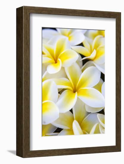 Hawaii, Maui, Plumeria in Mass Display-Terry Eggers-Framed Photographic Print