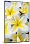 Hawaii, Maui, Plumeria in Mass Display-Terry Eggers-Mounted Photographic Print