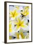 Hawaii, Maui, Plumeria in Mass Display-Terry Eggers-Framed Photographic Print