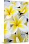 Hawaii, Maui, Plumeria in Mass Display-Terry Eggers-Mounted Premium Photographic Print