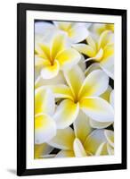 Hawaii, Maui, Plumeria in Mass Display-Terry Eggers-Framed Photographic Print