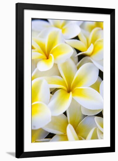 Hawaii, Maui, Plumeria in Mass Display-Terry Eggers-Framed Photographic Print