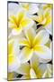 Hawaii, Maui, Plumeria in Mass Display-Terry Eggers-Mounted Photographic Print