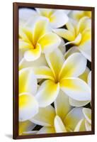 Hawaii, Maui, Plumeria in Mass Display-Terry Eggers-Framed Photographic Print