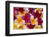 Hawaii, Maui, Plumeria in Mass Display-Terry Eggers-Framed Photographic Print