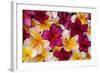 Hawaii, Maui, Plumeria in Mass Display-Terry Eggers-Framed Photographic Print