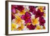 Hawaii, Maui, Plumeria in Mass Display-Terry Eggers-Framed Photographic Print