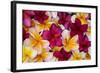 Hawaii, Maui, Plumeria in Mass Display-Terry Eggers-Framed Photographic Print