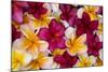 Hawaii, Maui, Plumeria in Mass Display-Terry Eggers-Mounted Photographic Print