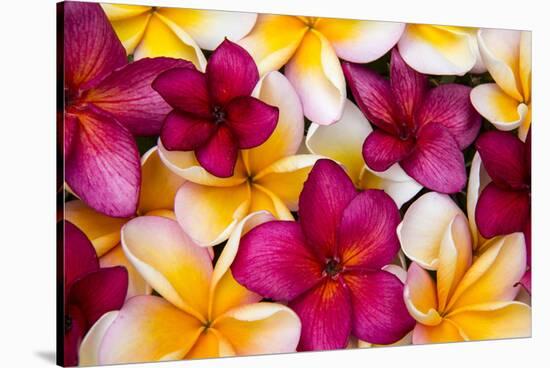 Hawaii, Maui, Plumeria in Mass Display-Terry Eggers-Stretched Canvas