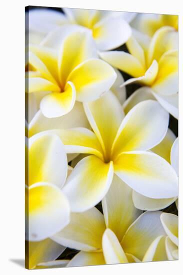 Hawaii, Maui, Plumeria in Mass Display-Terry Eggers-Stretched Canvas