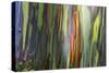 Hawaii, Maui, Rainbow Eucalyptus Trees-Terry Eggers-Stretched Canvas