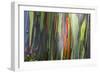 Hawaii, Maui, Rainbow Eucalyptus Trees-Terry Eggers-Framed Photographic Print