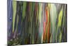 Hawaii, Maui, Rainbow Eucalyptus Trees-Terry Eggers-Mounted Photographic Print