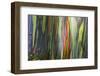 Hawaii, Maui, Rainbow Eucalyptus Trees-Terry Eggers-Framed Photographic Print