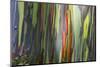 Hawaii, Maui, Rainbow Eucalyptus Trees-Terry Eggers-Mounted Photographic Print