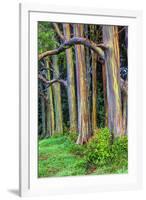 Hawaii, Maui, Rainbow Eucalyptus Trees-Terry Eggers-Framed Photographic Print