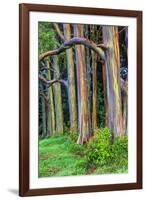 Hawaii, Maui, Rainbow Eucalyptus Trees-Terry Eggers-Framed Photographic Print