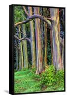 Hawaii, Maui, Rainbow Eucalyptus Trees-Terry Eggers-Framed Stretched Canvas