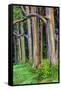 Hawaii, Maui, Rainbow Eucalyptus Trees-Terry Eggers-Framed Stretched Canvas