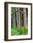 Hawaii, Maui, Rainbow Eucalyptus Trees-Terry Eggers-Framed Photographic Print