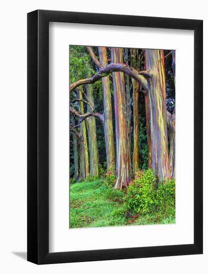 Hawaii, Maui, Rainbow Eucalyptus Trees-Terry Eggers-Framed Photographic Print