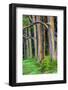 Hawaii, Maui, Rainbow Eucalyptus Trees-Terry Eggers-Framed Photographic Print