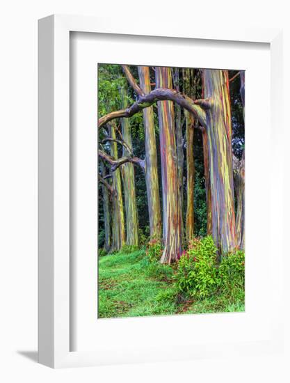 Hawaii, Maui, Rainbow Eucalyptus Trees-Terry Eggers-Framed Photographic Print