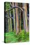 Hawaii, Maui, Rainbow Eucalyptus Trees-Terry Eggers-Stretched Canvas